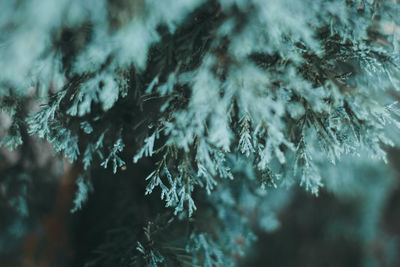 Close-up of pine tree in forest during winter