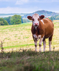 Portrait of a cow standing on field