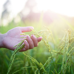 Close-up of hand holding wheat growing on field