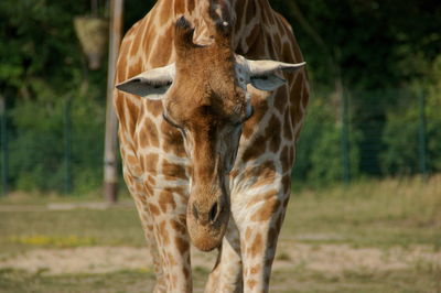 Who said that the giraffe's neck is long 