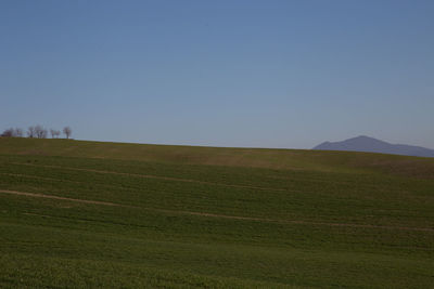 Scenic view of field against clear sky