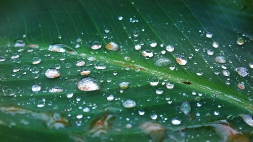 Full frame shot of raindrops on leaf