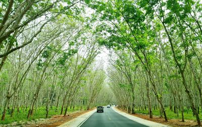 Road amidst trees in forest