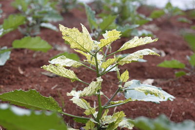 Close-up of fresh green plant