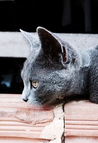 Close-up portrait of cat sitting on floor