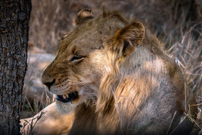 Lion resting in the shade