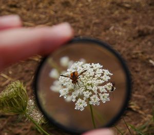 Bees on flowers seen through magnifying glass