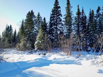 Snow covered trees against sky