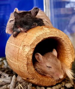 Close-up portrait of a animal