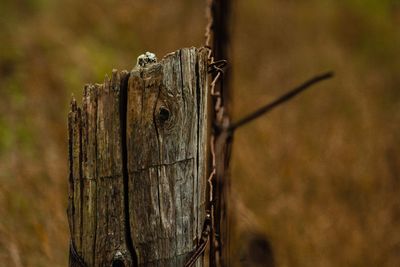 Close-up of wooden post on tree stump
