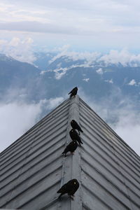 Low angle view of men working on building against sky