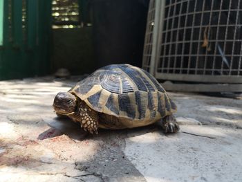 Close-up of turtle