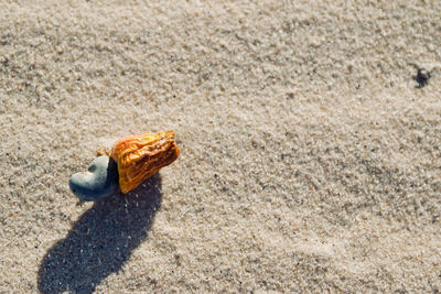 High angle view of a shell on sand