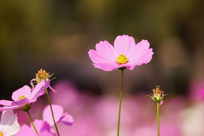 Close-up of pink cosmos flowers blooming outdoors