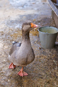 Close-up of duck on field