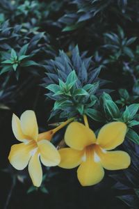 Close-up of yellow flowers