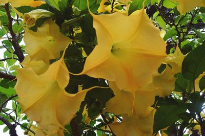 Close-up of yellow flower tree