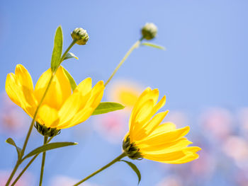 Low angle view of yellow flowering plant against sky, wild sunflowers