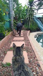 Cat sitting on plant against trees