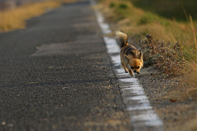 Chihuahua running on road