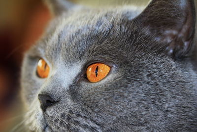 Close-up portrait of a cat