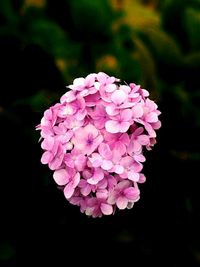 Close-up of pink hydrangea flowers growing outdoors