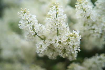 Close-up of white flowering plant