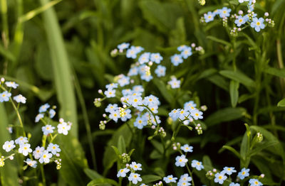 Close-up of flowers blooming outdoors