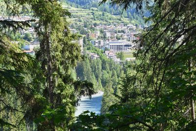 Trees in city