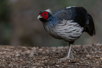 Close-up of a bird perching on a field