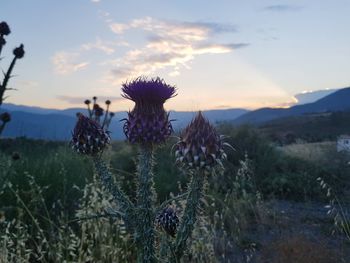Close-up of purple flowering plants on field against sky
