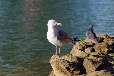 bird