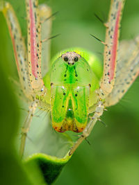 Close-up of spider on leaf