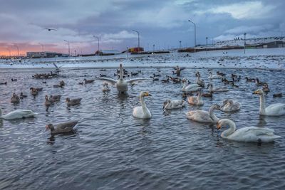 View of birds in water