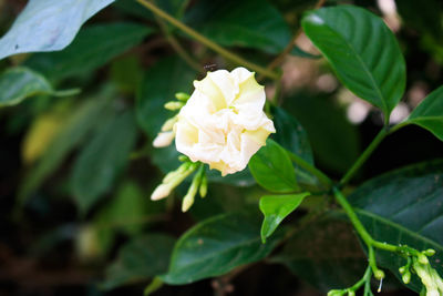 Close-up of flowers