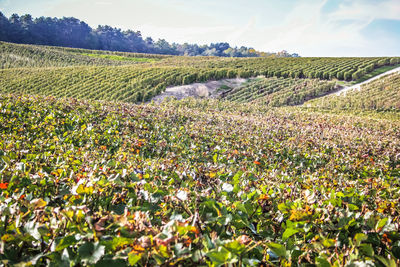 Crops growing on field against sky