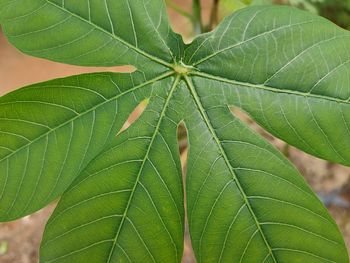 Close-up of green leaves