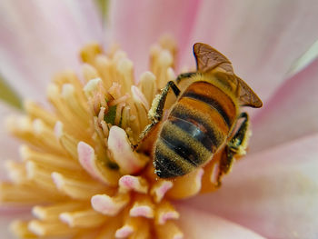 Close-up of insect on flower