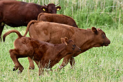 Cows on field