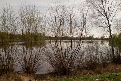 Reflection of trees in water