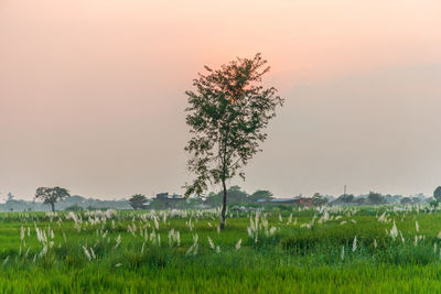 Plant growing on field against sky during sunset