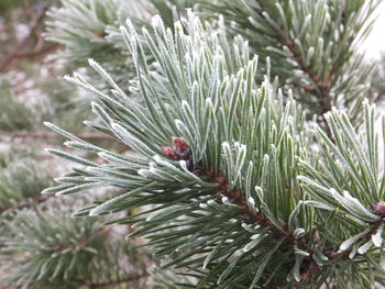 Close-up of leaves on tree