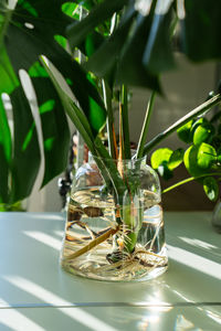 Close-up of plant on table
