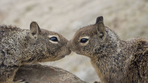 Close-up of squirrels on rock