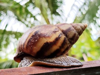 Close-up of snail on tree