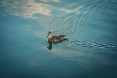 High angle view of duck swimming in lake