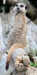 Close-up of meerkat sitting on wood