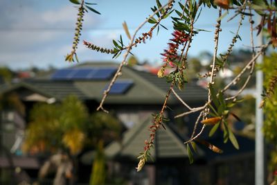 Close-up of plant against blurred background