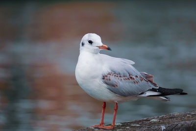 Close-up of seagull perching on retaining wall