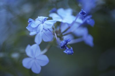 Close-up of purple flowering plants